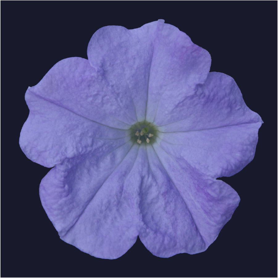 Blue Petunia - Kevin Cannings